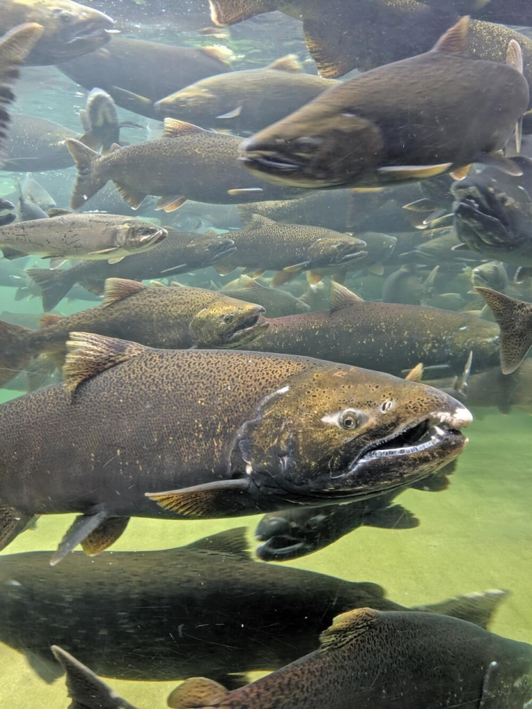 Salmon in the Puntledge River courtesy of offtracktravel 